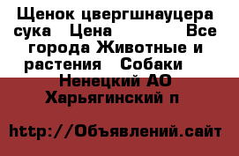 Щенок цвергшнауцера сука › Цена ­ 25 000 - Все города Животные и растения » Собаки   . Ненецкий АО,Харьягинский п.